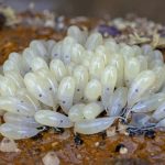 Polpo baby in Argentina: la foto della settimana che conquista il web!