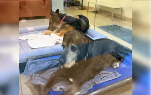 Cani legati da 12 anni finiscono insieme in un rifugio: una storia straziante.