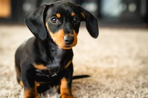 Dachshund Miniatura Abbra ed Effetti sul Porta della Zia: Un Cuore Spezzato