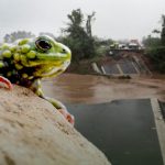 Caccia al piccolo rospo che ha bloccato la costruzione di una diga.