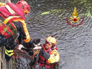 Gatto salvato dai Vigili del Fuoco a Oristano dopo rischio annegamento. Azione eroica!