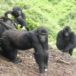 Giornata Mondiale del Rewilding: un futuro promettente per specie ed ecosistemi in pericolo.