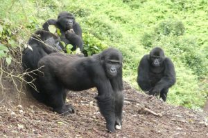 Giornata Mondiale del Rewilding: un futuro promettente per specie ed ecosistemi in pericolo.