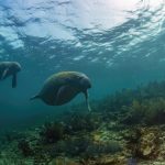 Giornata della celebrazione dei lamantini: custodi delicati degli ecosistemi acquatici da proteggere.