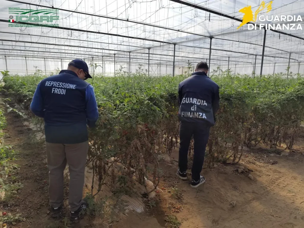 Maxi sequestro di semi di pomodoro contraffatti nel Ragusano, Lollobrigida: “Proteggere la legalità essenziale”.