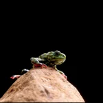 Il rospo più temerario della città conquista tutti con il suo coraggio unico.