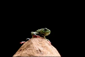 Il rospo più temerario della città conquista tutti con il suo coraggio unico.