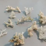 Depauperamento delle coste: perché è vietato portare via pietre, conchiglie e coralli