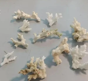 Depauperamento delle coste: perché è vietato portare via pietre, conchiglie e coralli