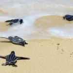 Predazione di procioni e tartarughe marine in Costa Rica: impatti sul compostaggio e ecosistema.