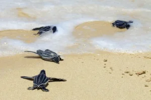 Predazione di procioni e tartarughe marine in Costa Rica: impatti sul compostaggio e ecosistema.