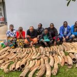 Zambia sequestra mezza tonnellata di avorio in operazione contro il crimine faunistico.