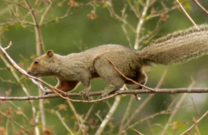 Argentina aggiorna la lista dei mammiferi IUCN, concentrandosi ora sulle specie non native.