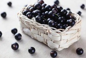 Perché il ribes nero è vietato in America: rischi e benefici spiegati