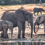 Abbiamo dati sulla biodiversità, ma mancano risposte efficaci per la conservazione.