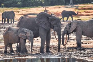 Abbiamo dati sulla biodiversità, ma mancano risposte efficaci per la conservazione.