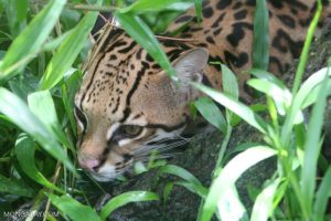 Rare ocelot avvistato a Cozumel: da specie a rischio a invasiva.