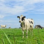 Crisis dell’azoto nei Paesi Bassi: sfide ambientali e impatti sull’agricoltura.