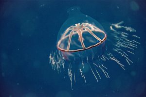 Ritardi nelle regole per l’estrazione mineraria negli abissi nonostante l’urgenza della situazione.