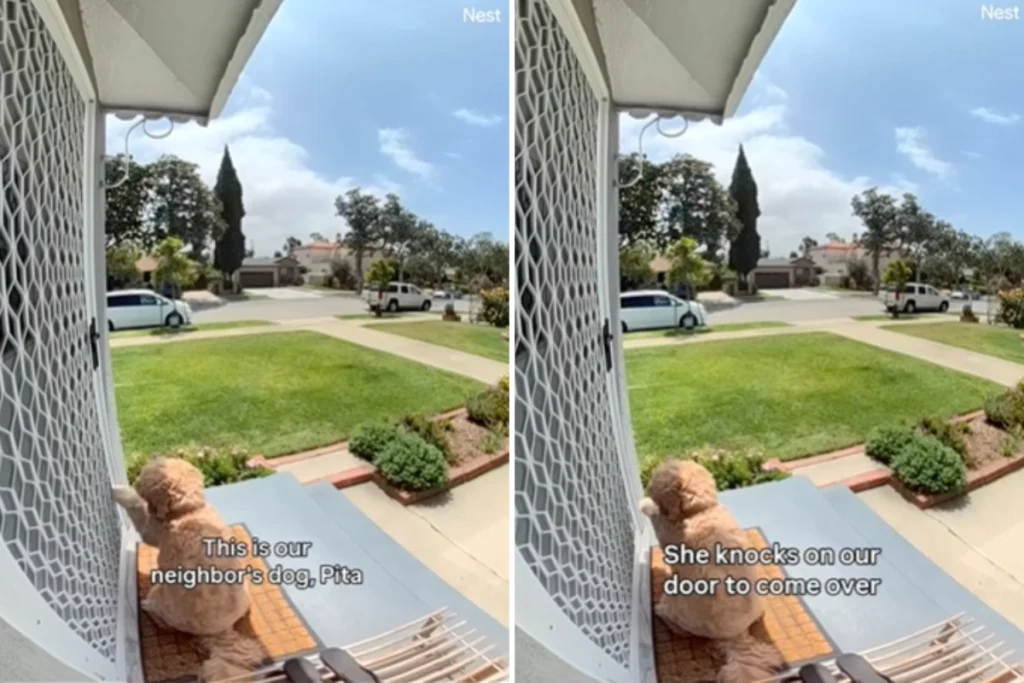 Il dolce rituale quotidiano del Goldendoodle per il cane del vicino immortalato dalla videocamera.