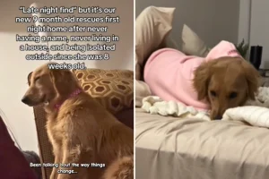 Il cuore spezzato di un cane salvato nella sua prima notte in casa