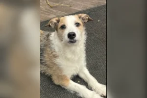 Cane adottato 9 anni fa, il rifugio riceve una chiamata inaspettata e difficile.