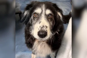 Cuore spezzato per un cane di 14 anni in rifugio dopo la morte del padrone.