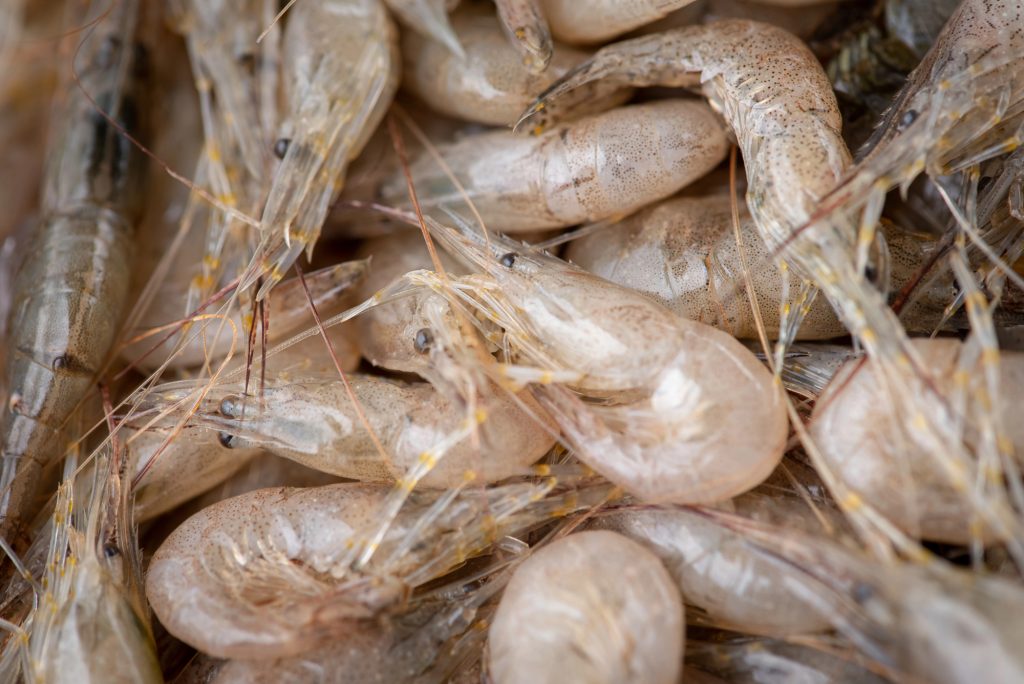 Ritirati due lotti di gamberi bianchi congelati per livelli di solfiti eccessivi.