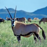 Conservazione e riwilding: come il carbonio promuove la rinascita della fauna in Sudafrica.
