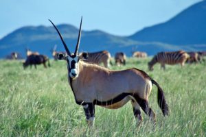 Conservazione e riwilding: come il carbonio promuove la rinascita della fauna in Sudafrica.