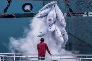 Il costo nascosto dei sussidi alla pesca: impatti ambientali e sostenibilità a rischio.