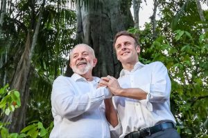 Brasile cerca protezioni per l’albero nazionale in pericolo, ma la Francia interviene.