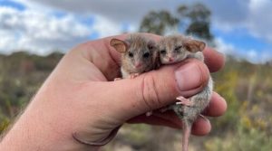 Il più piccolo opossum del mondo potrebbe vivere oltre il suo attuale habitat in Australia.