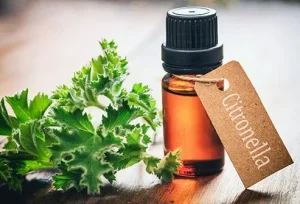 Scopri il repellente per zanzare più efficace del momento: la guida definitiva