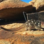 La conoscenza indigena tutela il quoll settentrionale, specie in via di estinzione in Australia.