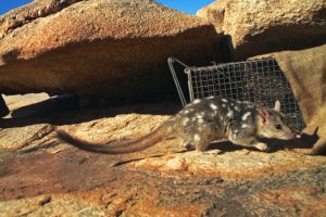 La conoscenza indigena tutela il quoll settentrionale, specie in via di estinzione in Australia.