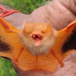 La domanda americana di gadget per Halloween minaccia i pipistrelli dipinti del Vietnam.