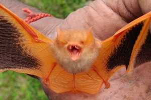 La domanda americana di gadget per Halloween minaccia i pipistrelli dipinti del Vietnam.
