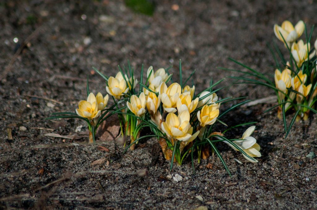 L’equinozio di primavera segna una stagione che varia a seconda della posizione geografica.