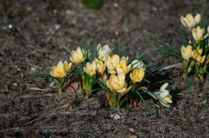 L’equinozio di primavera segna una stagione che varia a seconda della posizione geografica.