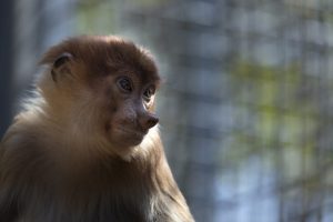 Scoperto un proboscide in Thailandia: aumentano le prove sul traffico illecito transfrontaliero.