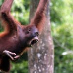 Avanzamenti nella deforestazione per l’olio di palma nell’habitat degli oranghi di Borneo.