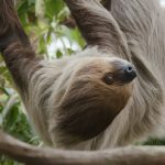 Il lato oscuro dei bradipi sorridenti: segreti sorprendenti su questi animali affascinanti.