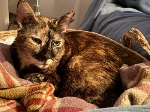 Gatti tartarugati: chi sono e perché sono quasi sempre femmine