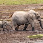 Linda Dakin-Grimm e Geo Chen si uniscono al consiglio di Mongabay per ampliare la copertura globale.