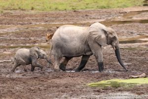 Linda Dakin-Grimm e Geo Chen si uniscono al consiglio di Mongabay per ampliare la copertura globale.