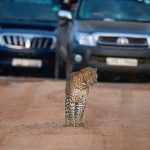In Sri Lanka, la fauna soffre per il sovraffollamento e le jeep veloci.