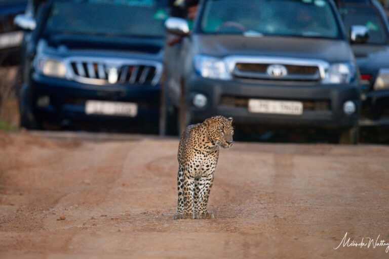 In Sri Lanka, la fauna soffre per il sovraffollamento e le jeep veloci.