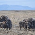 Muskoxen canadensi colpiti da nuove malattie e cambiamenti climatici: una doppia minaccia.