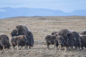 Muskoxen canadensi colpiti da nuove malattie e cambiamenti climatici: una doppia minaccia.